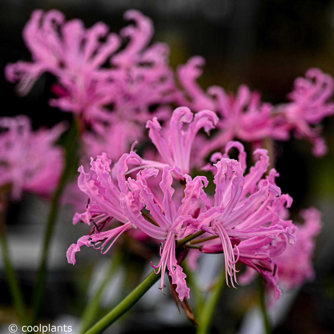 Nerine bowdenii 'Favourite' plant