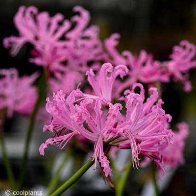 nerine-bowdenii-favourite