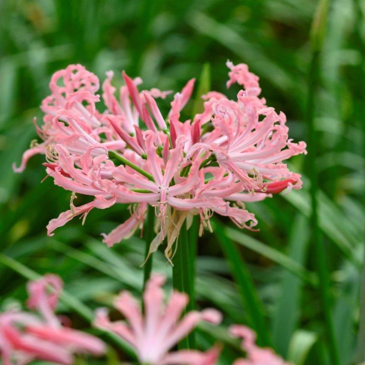 Nerine bowdenii 'Flugel' plant
