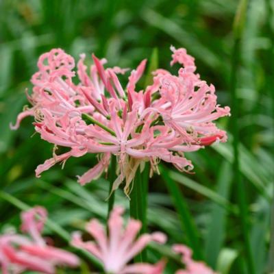 nerine-bowdenii-flugel