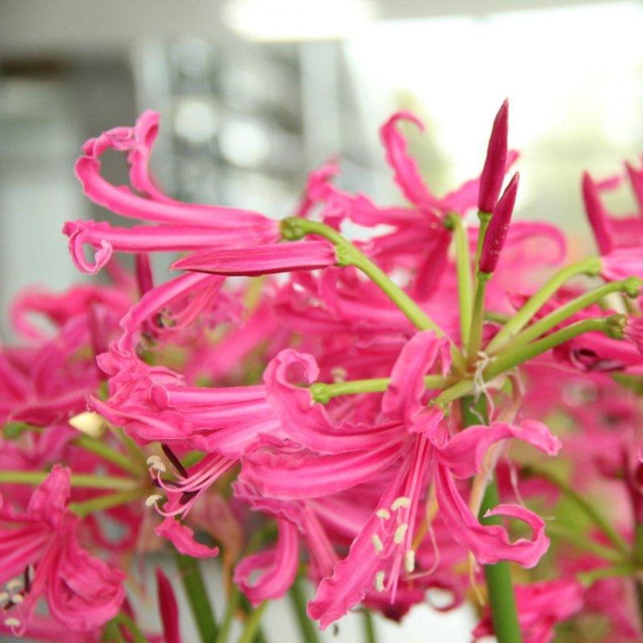 Nerine bowdenii 'Isabel' plant