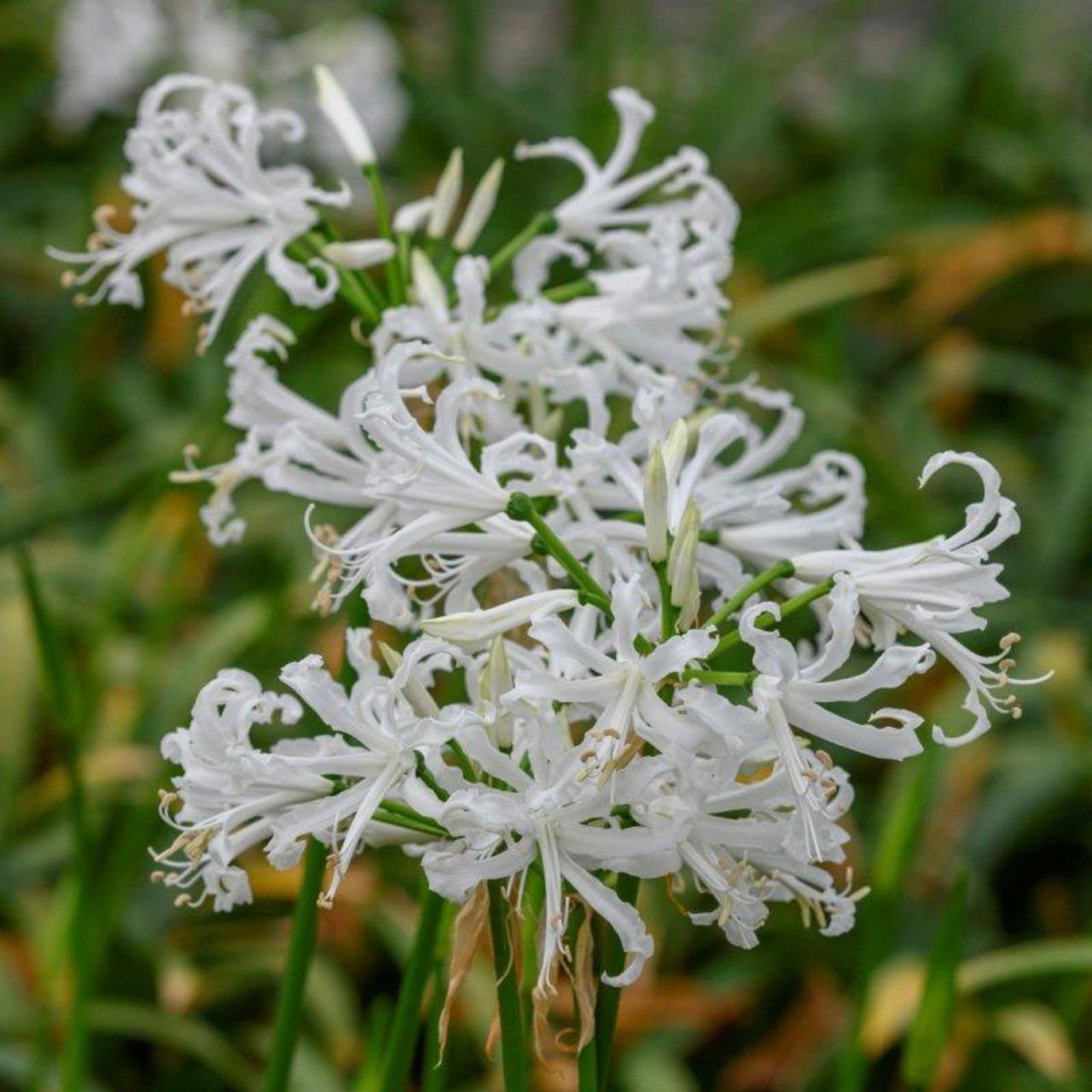 Nerine bowdenii 'Like a Virgin' plant