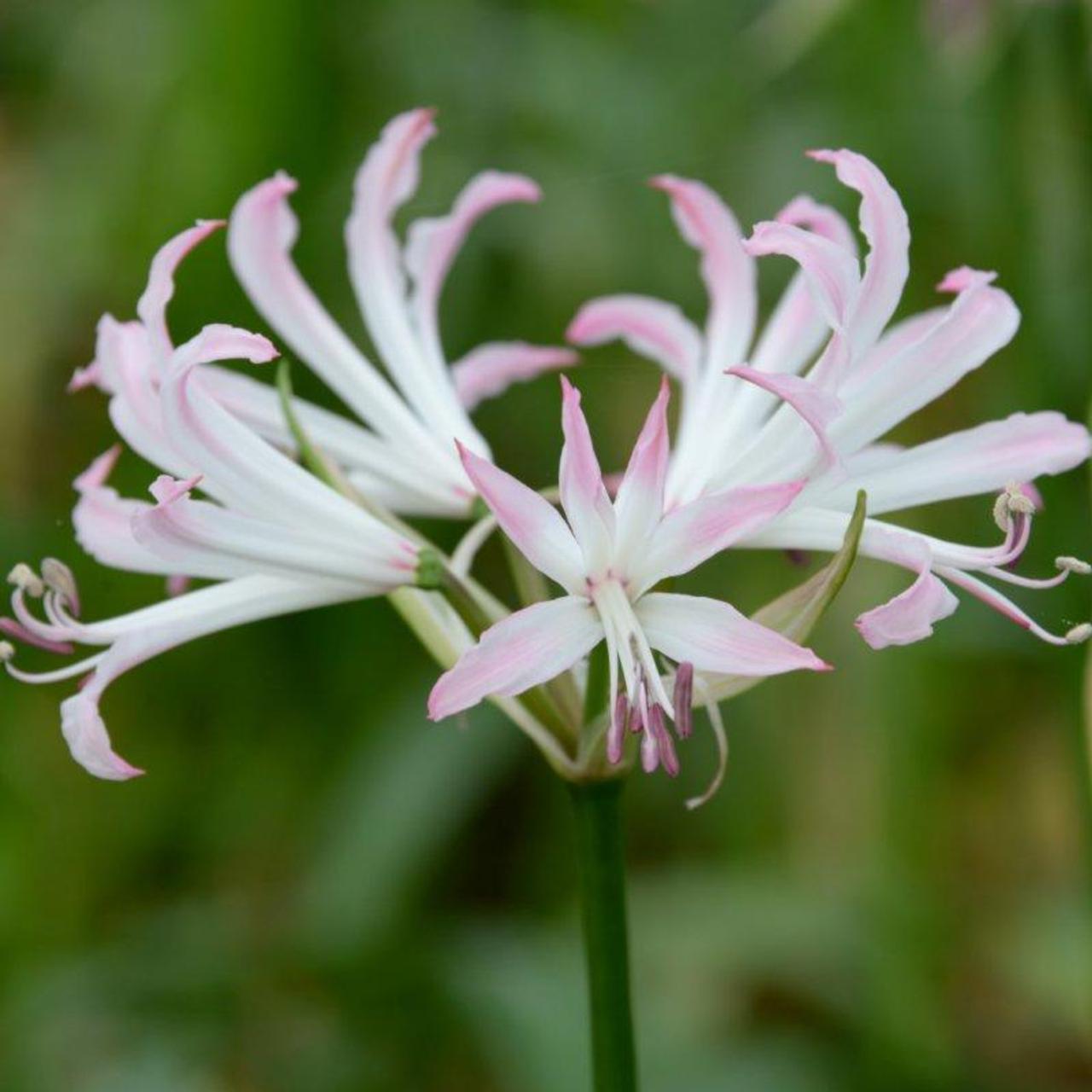 Nerine bowdenii 'Lipstick' plant