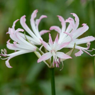 nerine-bowdenii-lipstick