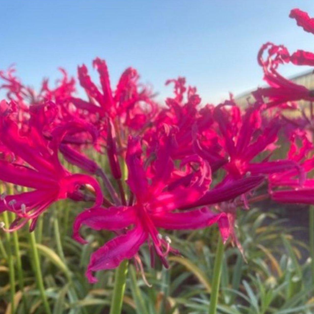 Nerine bowdenii 'Mr. Nick' plant