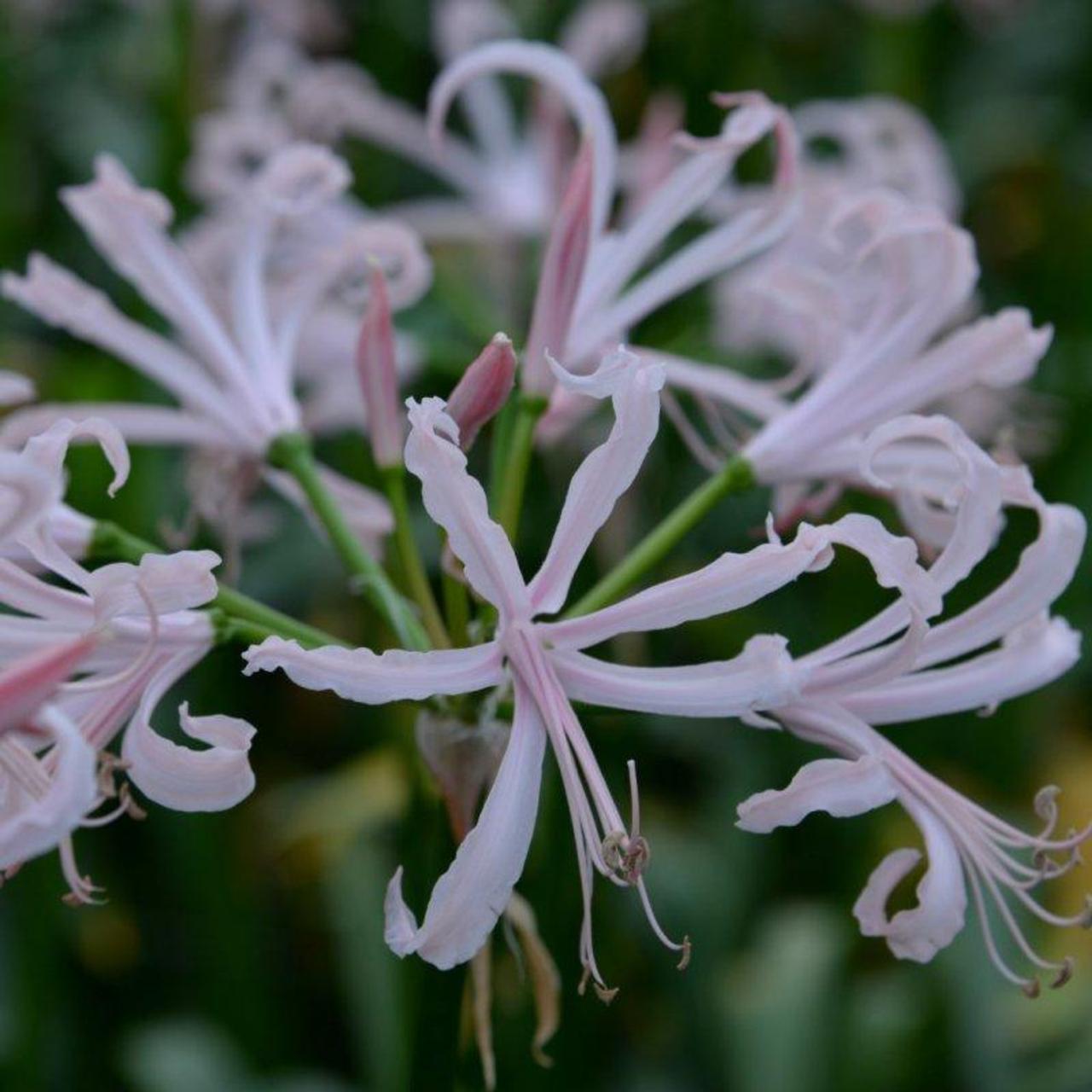 Nerine bowdenii 'Ostara' plant