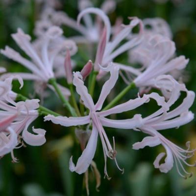 nerine-bowdenii-ostara