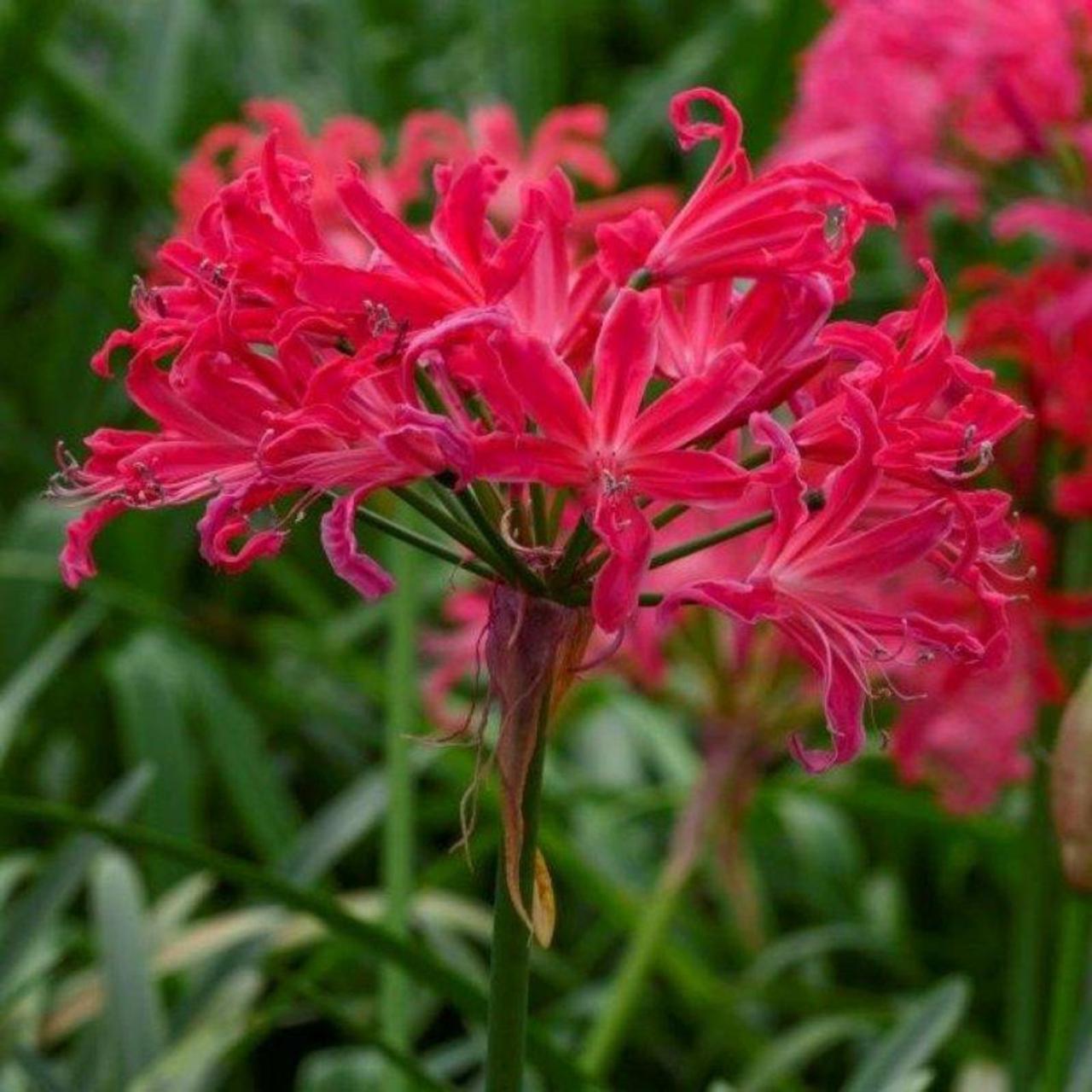 Nerine bowdenii 'Pearls of Cherry' plant