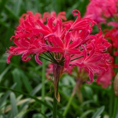 nerine-bowdenii-pearls-of-cherry