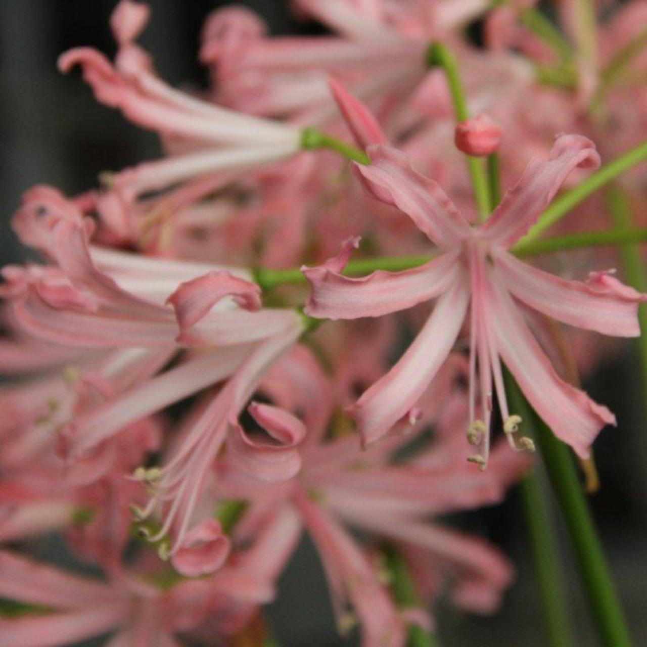 Nerine bowdenii 'Vesta' plant