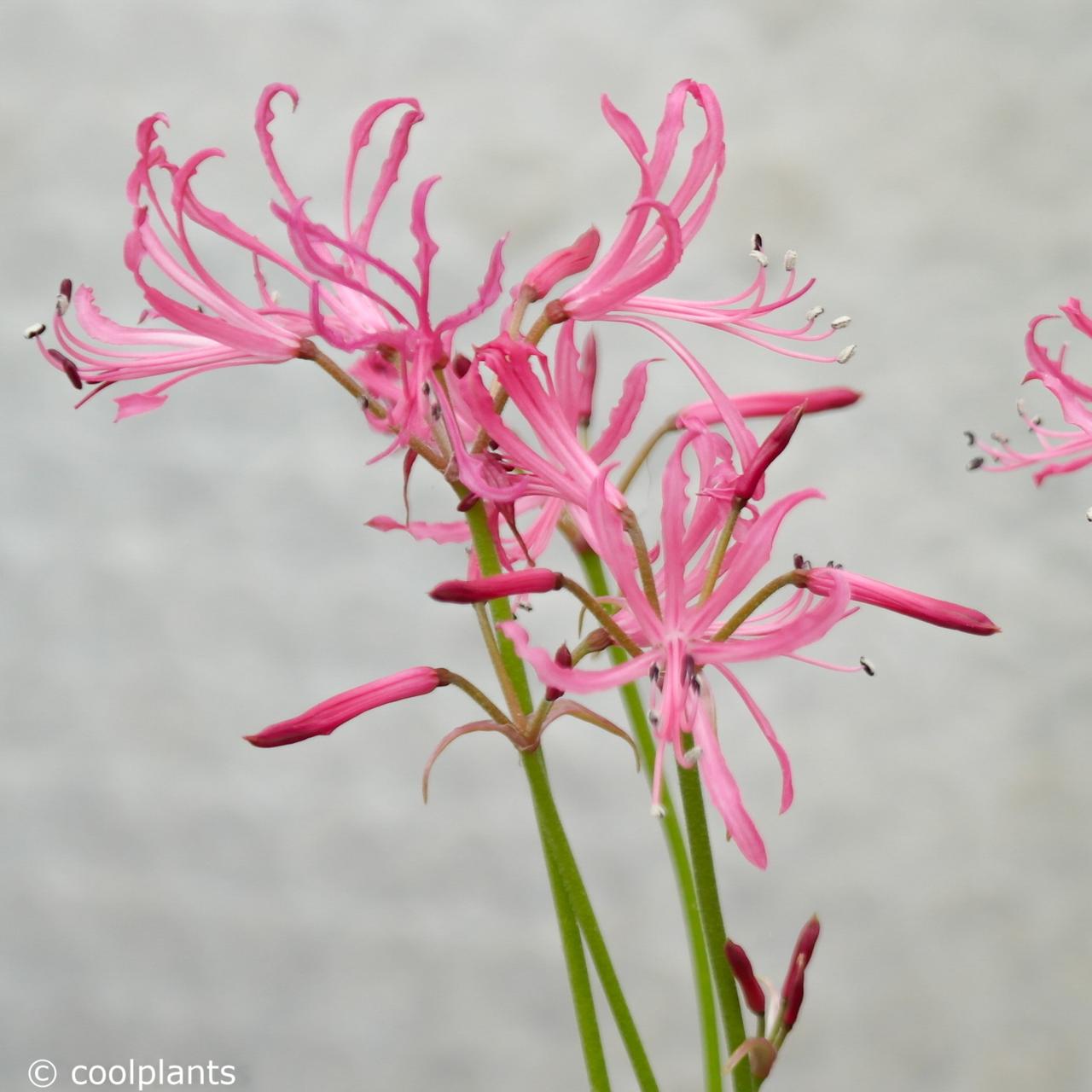 Nerine filifolia plant