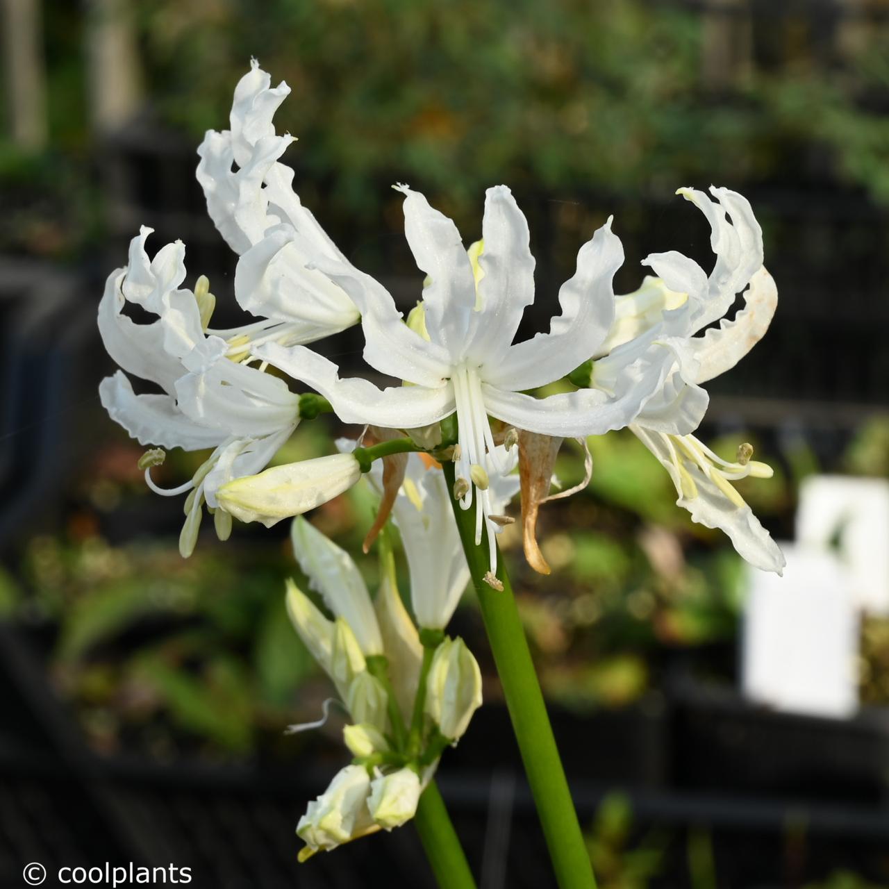 Nerine undulata 'Alba' plant