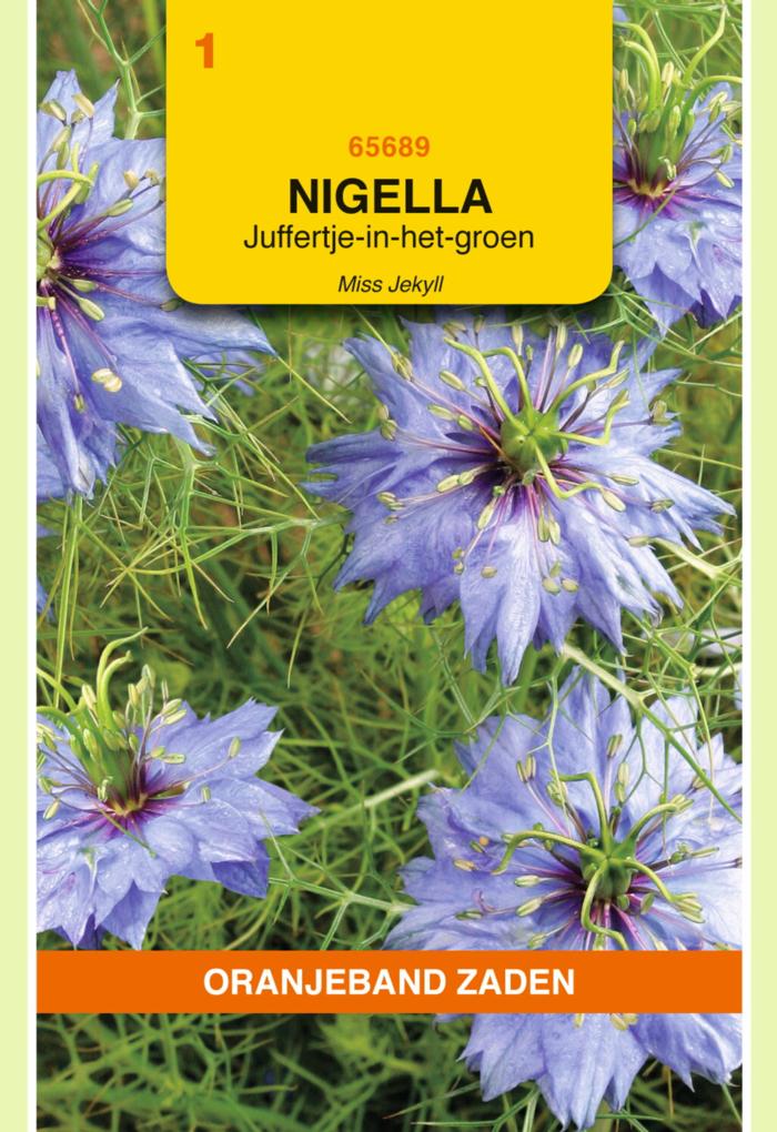 Nigella damascena 'Miss Jekyll' plant