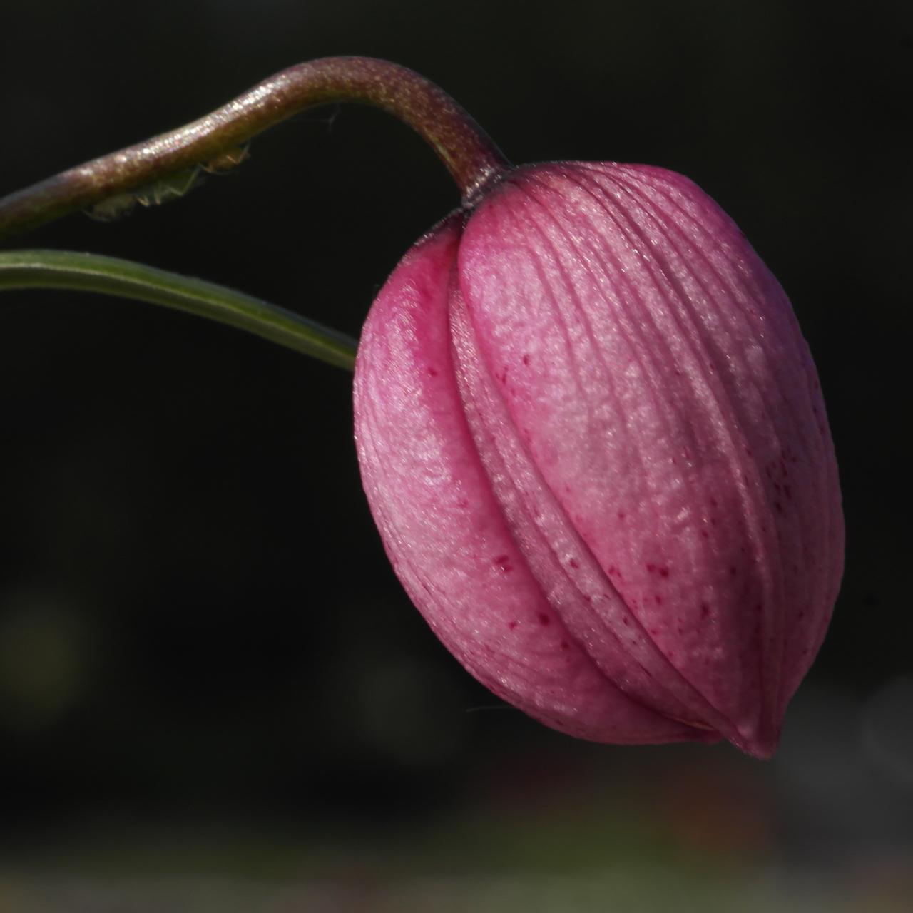 Nomocharis aperta plant