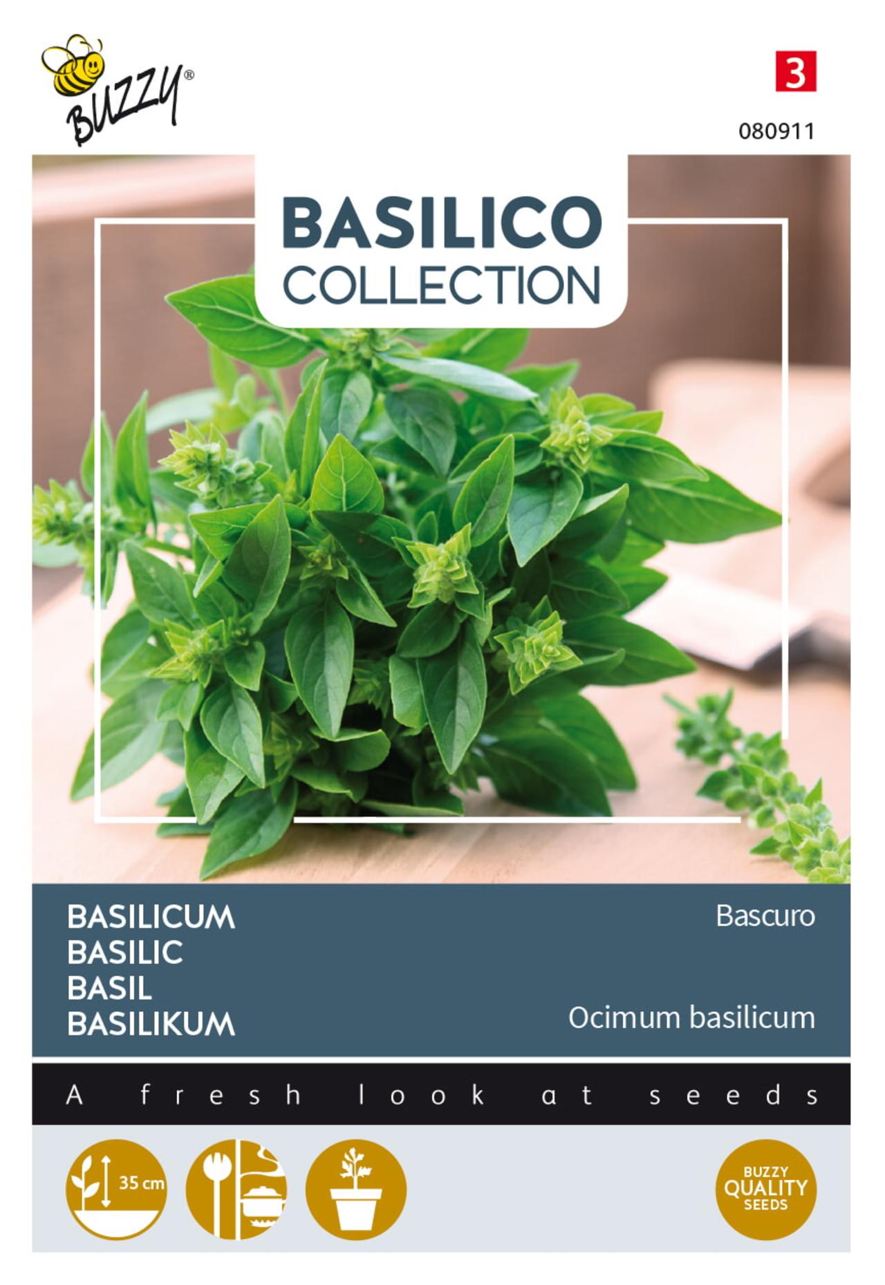 Ocimum basilicum 'Bascuro' plant