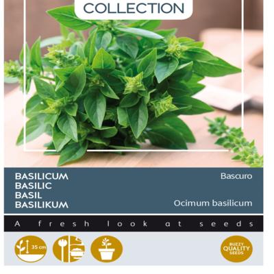 ocimum-basilicum-bascuro