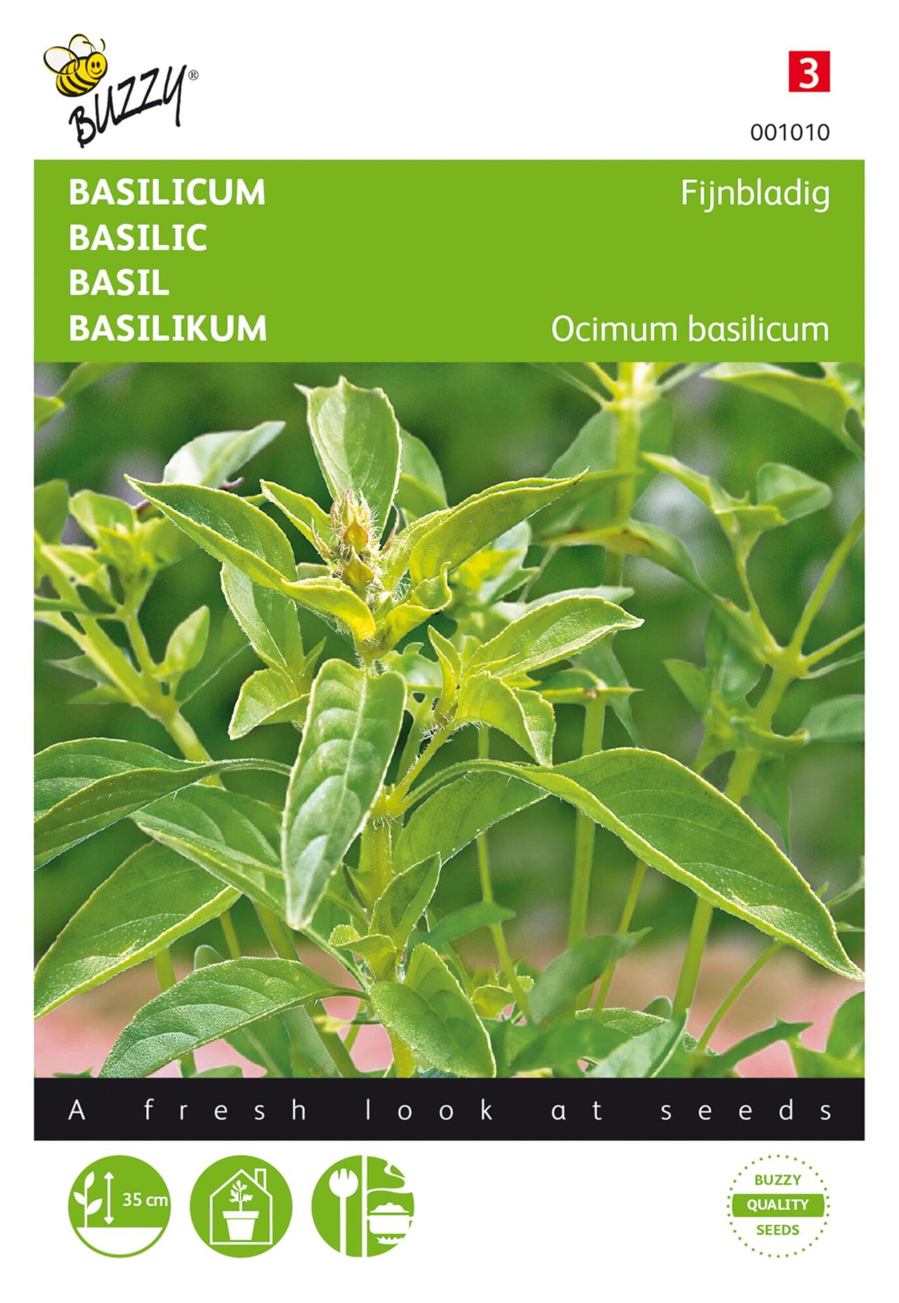 Ocimum basilicum minumum  plant