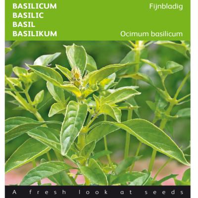 ocimum-basilicum-fijne