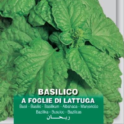 ocimum-basilicum-foglie-di-lattuga