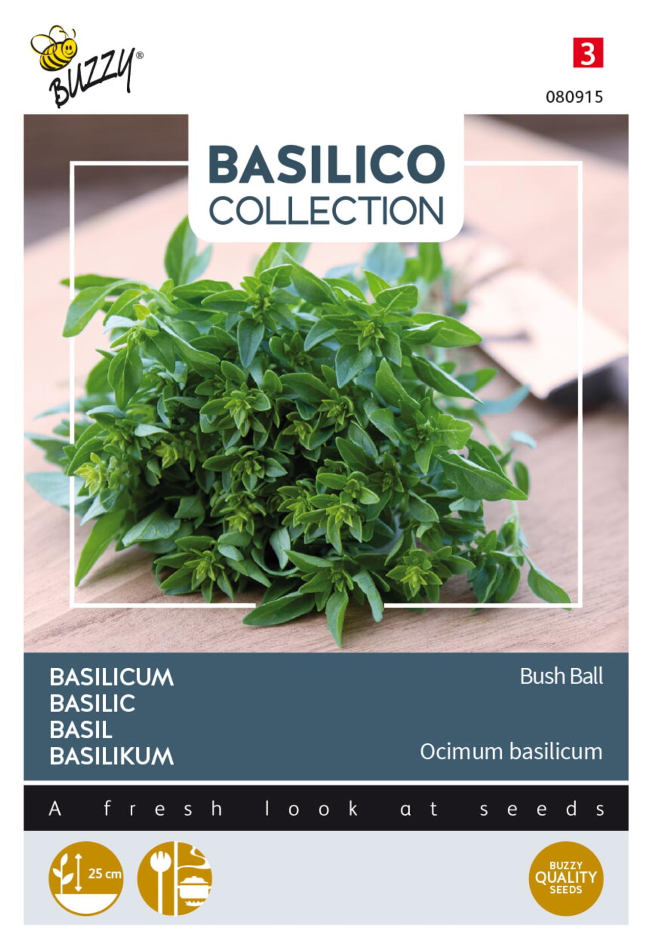 Ocimum basilicum 'Greek Basil Bush Ball' plant