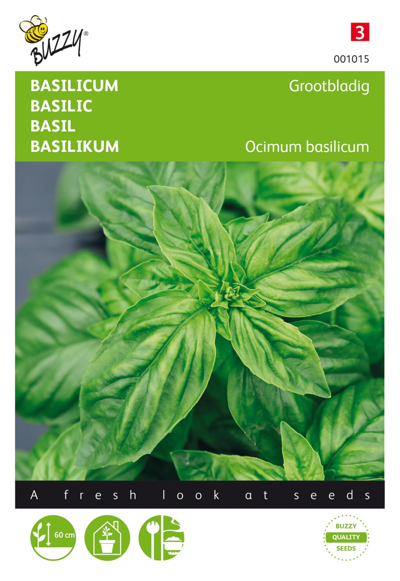 Ocimum basilicum 'Grootbladig' plant