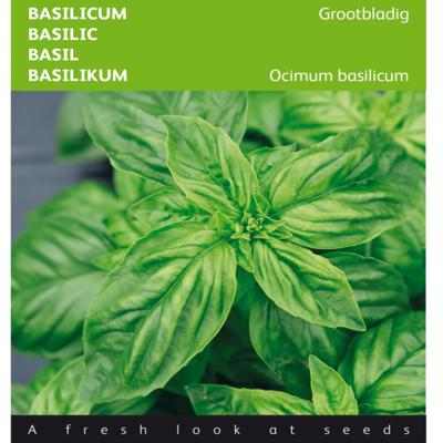 ocimum-basilicum-grootbladig