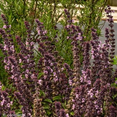 ocimum-basilicum-magic-mountain
