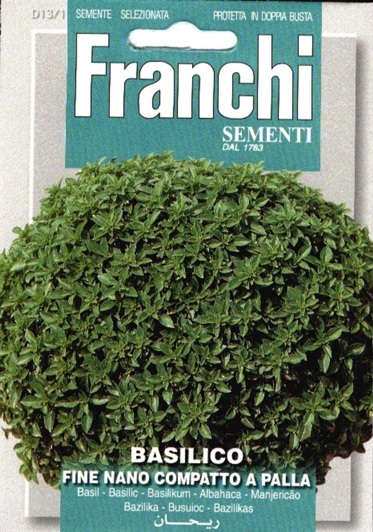 Ocimum basilicum 'Nano-Palla' plant