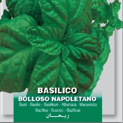 ocimum-basilicum-napolitano