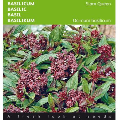 ocimum-basilicum-siam-queen