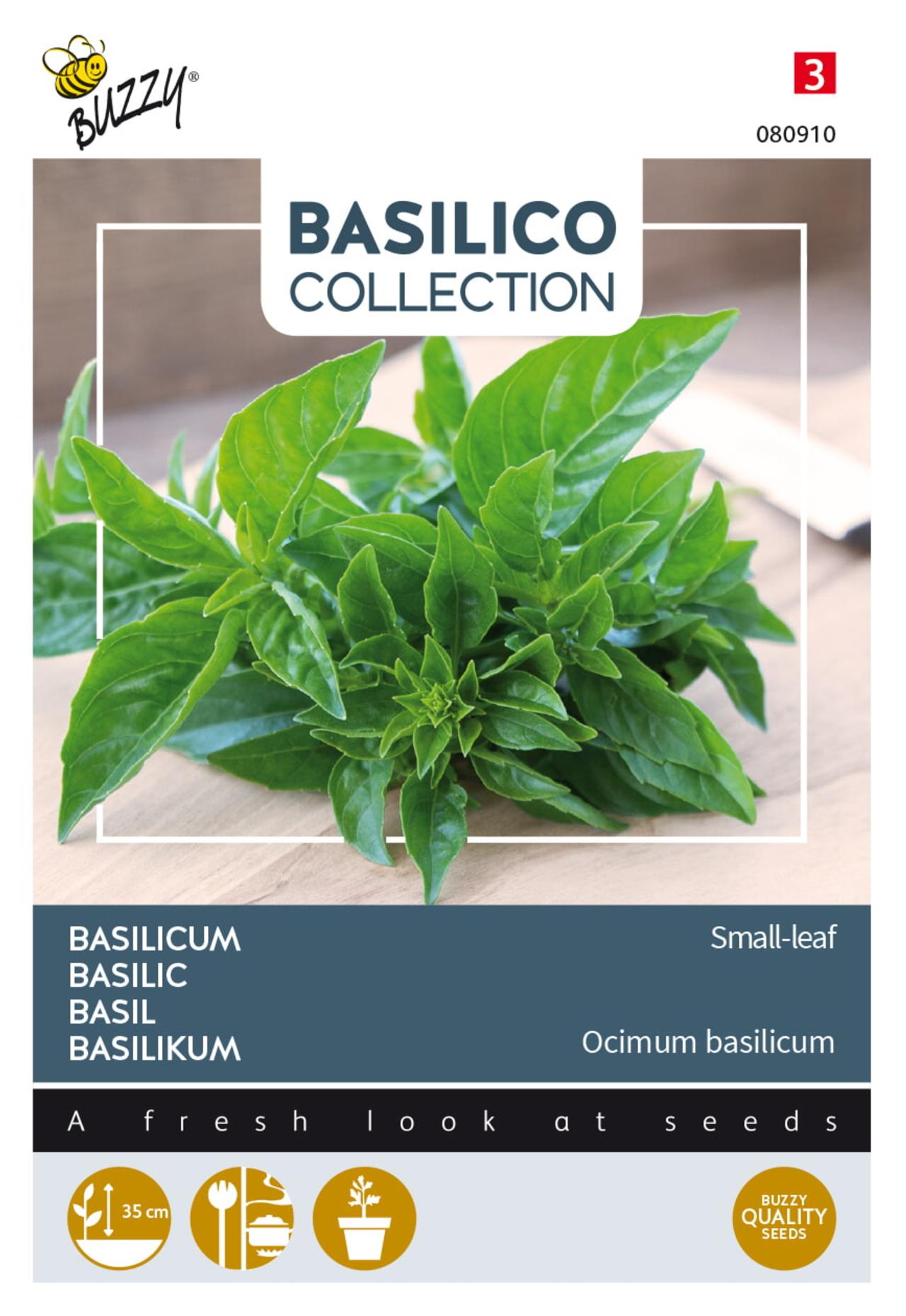 Ocimum basilicum 'Small-leaf' plant