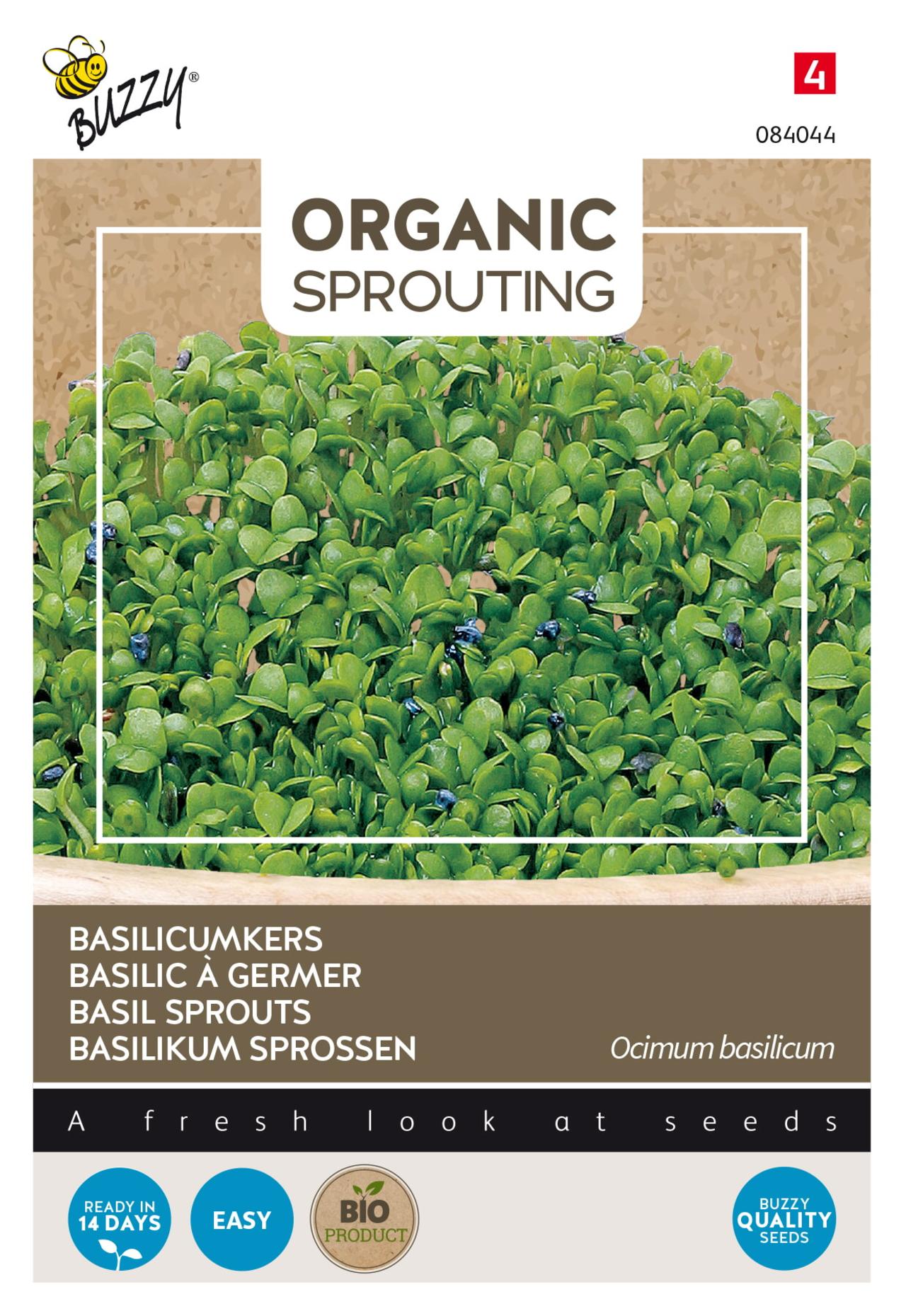 Ocimum basilicum 'Sprouting Basilicumkers' (BIO) plant