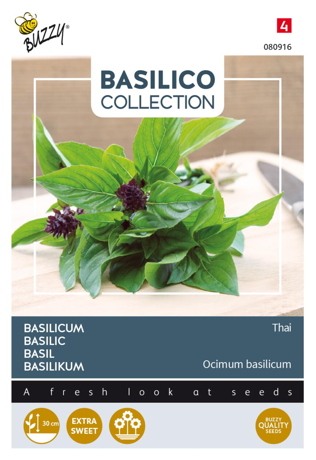 Ocimum basilicum 'Thai' plant