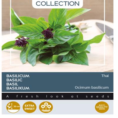 ocimum-basilicum-thai