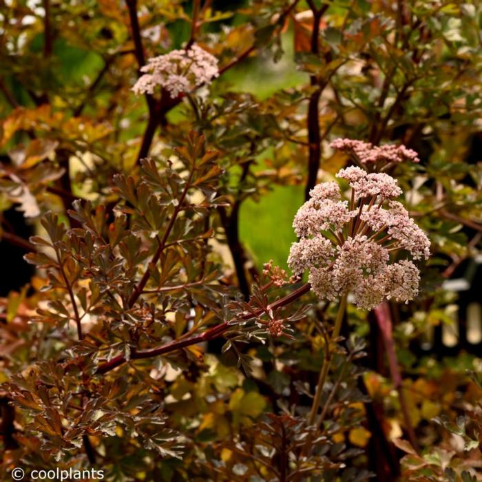 Oenanthe crocata plant