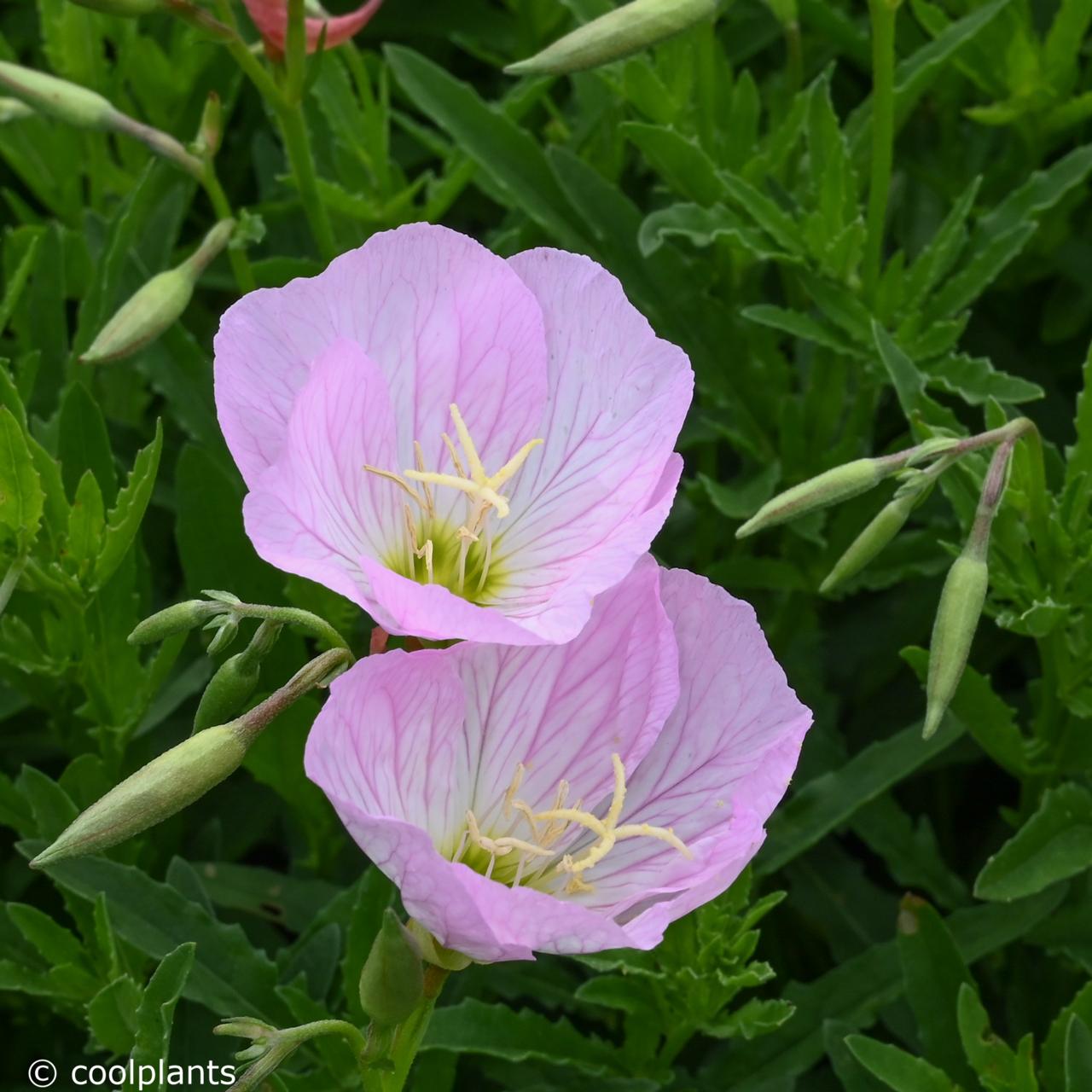 Oenothera speciosa 'Siskiyou' plant