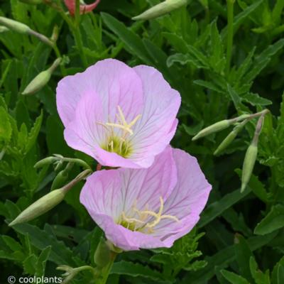 oenothera-speciosa-siskiyou