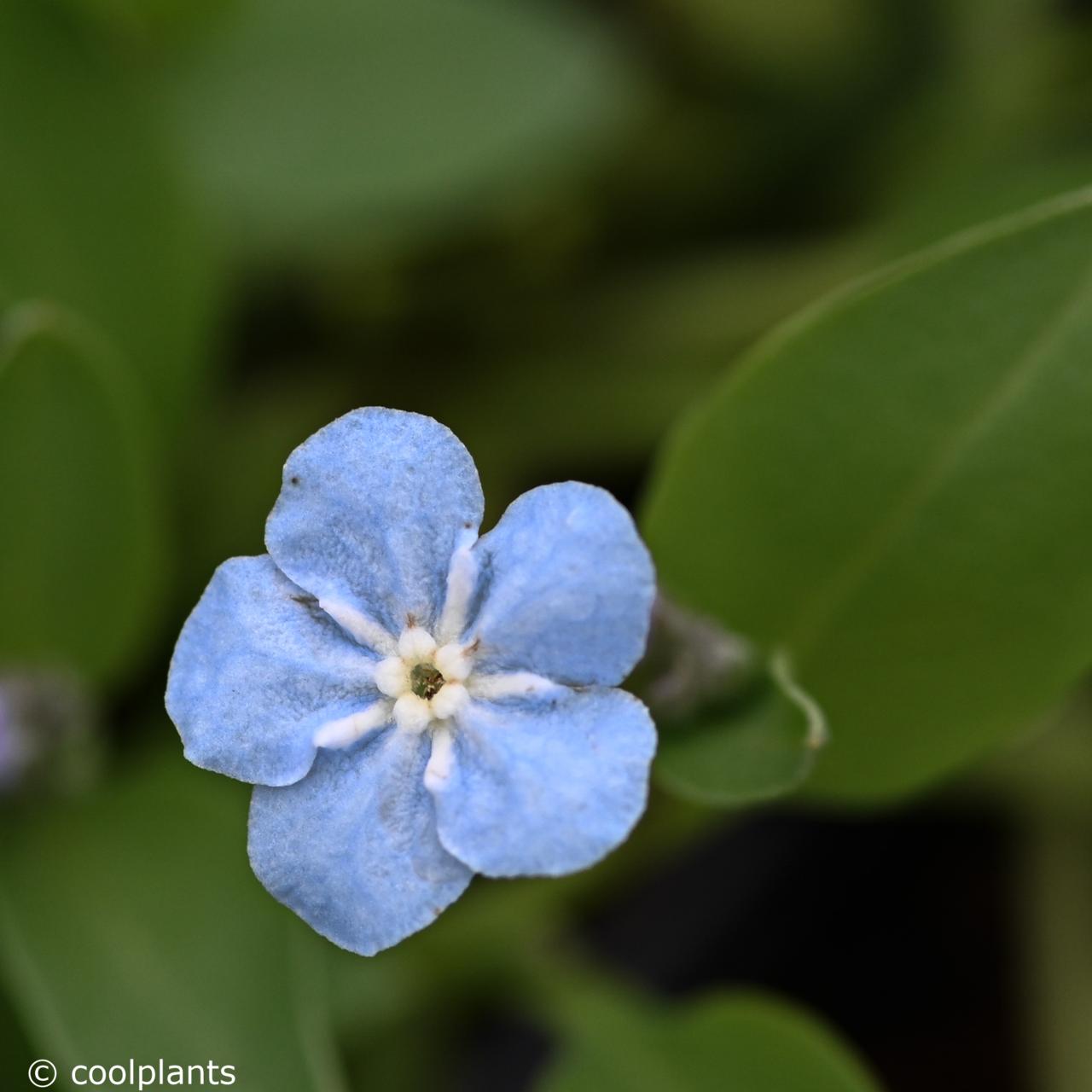 Omphalodes 'All Summer Blues' plant