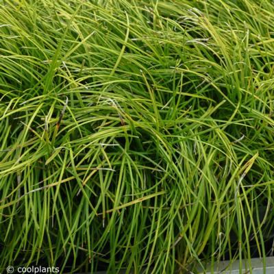 ophiopogon-chingii-sparkler