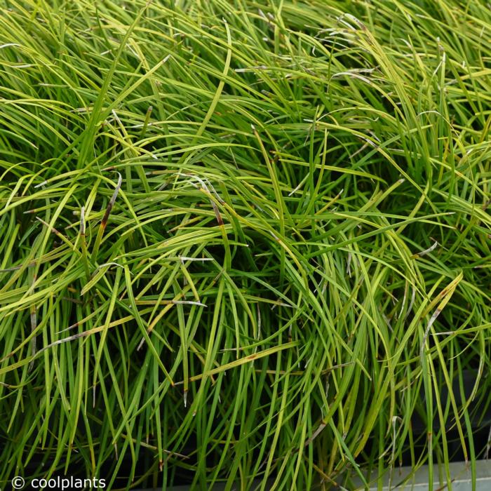 Ophiopogon chingii 'Sparkler'