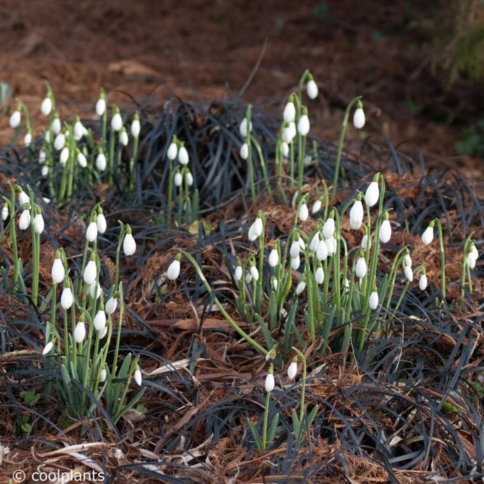 Ophiopogon planiscapus 'Nigrescens' plant