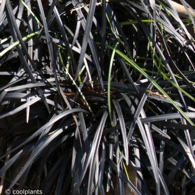 ophiopogon-planiscapus-nigrescens