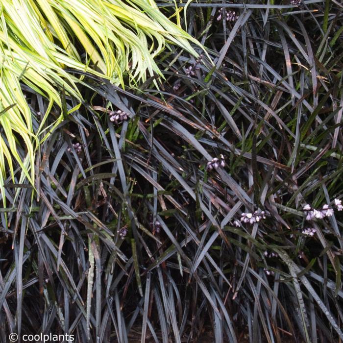 Ophiopogon planiscapus 'Nigrescens' plant