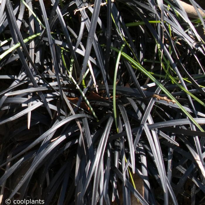 Ophiopogon planiscapus 'Nigrescens' plant