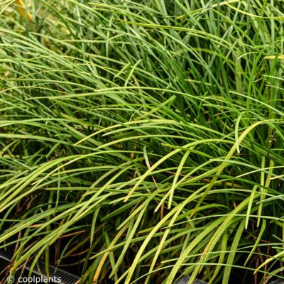 ophiopogon-wallichianus