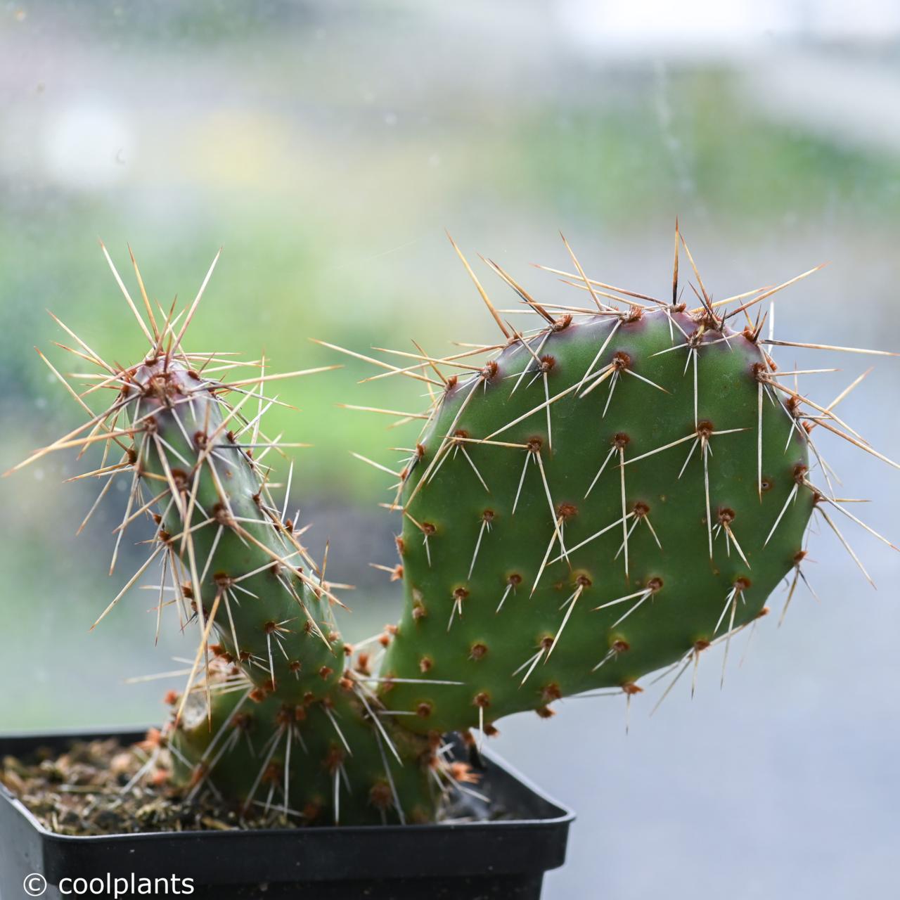 Opuntia erinacea var. utahensis plant