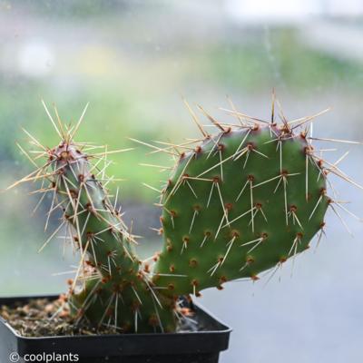 opuntia-erinacea-var-utahensis