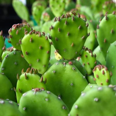 opuntia-humifusa