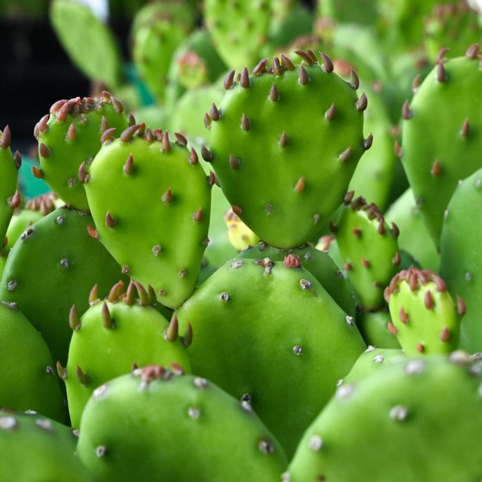 Opuntia humifusa plant