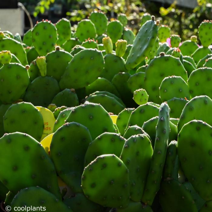 Opuntia humifusa plant